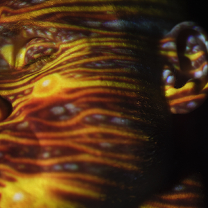 布兰迪和Brandon的官方网站
